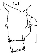 Species Heterorhabdus pustulifer - Plate 7 of morphological figures
