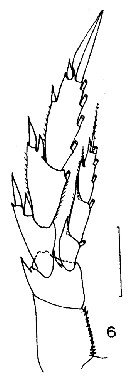 Espèce Nannocalanus minor - Planche 32 de figures morphologiques