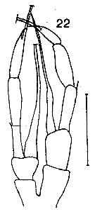 Espèce Spinocalanus abyssalis - Planche 16 de figures morphologiques