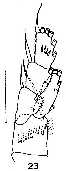 Espèce Spinocalanus abyssalis - Planche 14 de figures morphologiques