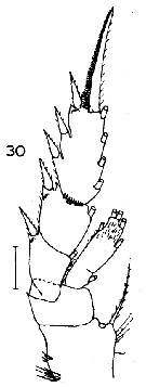 Species Aetideopsis minor - Plate 12 of morphological figures