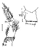 Espèce Onchocalanus magnus - Planche 12 de figures morphologiques