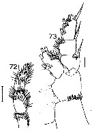 Species Onchocalanus wolfendeni - Plate 6 of morphological figures