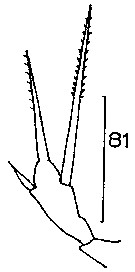 Espèce Scaphocalanus farrani - Planche 16 de figures morphologiques
