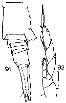 Espèce Lucicutia ovalis - Planche 18 de figures morphologiques