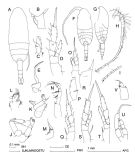 Espèce Drepanopus pectinatus - Planche 2 de figures morphologiques
