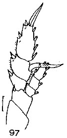 Espèce Paraheterorhabdus (Paraheterorhabdus) farrani - Planche 20 de figures morphologiques
