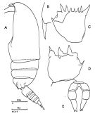 Espèce Clausocalanus mastigophorus - Planche 3 de figures morphologiques