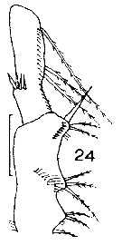Espèce Spinocalanus abyssalis - Planche 15 de figures morphologiques