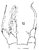 Species Rhincalanus gigas - Plate 11 of morphological figures