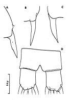 Espèce Clausocalanus mastigophorus - Planche 4 de figures morphologiques
