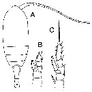 Espèce Microcalanus pygmaeus - Planche 10 de figures morphologiques