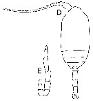 Species Microcalanus pusillus - Plate 5 of morphological figures