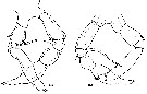 Espèce Metridia longa - Planche 12 de figures morphologiques