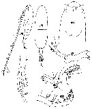 Espèce Euaugaptilus marginatus - Planche 3 de figures morphologiques