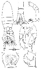 Species Pseudodiaptomus marinus - Plate 11 of morphological figures