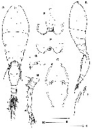 Espèce Triconia constricta - Planche 1 de figures morphologiques
