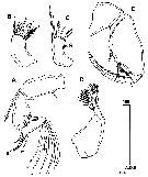 Espèce Triconia constricta - Planche 2 de figures morphologiques