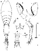Espèce Triconia constricta - Planche 5 de figures morphologiques