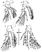 Espèce Triconia constricta - Planche 6 de figures morphologiques