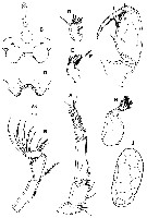 Espèce Triconia pararedacta - Planche 2 de figures morphologiques