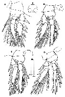 Espèce Triconia pararedacta - Planche 3 de figures morphologiques