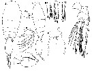 Species Oncaea media - Plate 13 of morphological figures