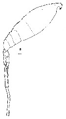 Espèce Lubbockia aculeata - Planche 11 de figures morphologiques