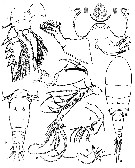 Espèce Triconia quadrata - Planche 2 de figures morphologiques