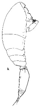 Species Oncaea media - Plate 17 of morphological figures