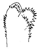 Espèce Euchaeta indica - Planche 14 de figures morphologiques