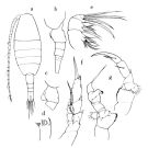 Espèce Mesorhabdus brevicaudatus - Planche 4 de figures morphologiques