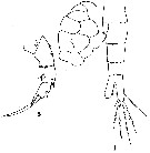 Espèce Pseudodiaptomus forbesi - Planche 1 de figures morphologiques