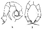Species Pseudodiaptomus richardi - Plate 5 of morphological figures