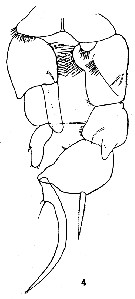 Espèce Pseudodiaptomus culebrensis - Planche 6 de figures morphologiques