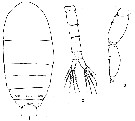 Espèce Pseudodiaptomus culebrensis - Planche 5 de figures morphologiques