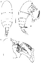 Espèce Frankferrarius admirabilis - Planche 1 de figures morphologiques