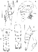 Espèce Frankferrarius admirabilis - Planche 2 de figures morphologiques