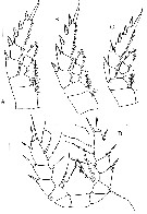 Espèce Frankferrarius admirabilis - Planche 5 de figures morphologiques