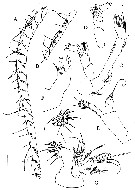 Espèce Frankferrarius admirabilis - Planche 3 de figures morphologiques