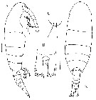 Espèce Frankferrarius admirabilis - Planche 6 de figures morphologiques