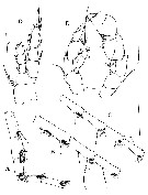 Espèce Frankferrarius admirabilis - Planche 8 de figures morphologiques
