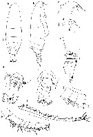 Espèce Ryocalanus  brasilianus - Planche 1 de figures morphologiques