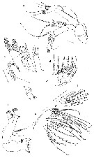 Species Ryocalanus  brasilianus - Plate 2 of morphological figures