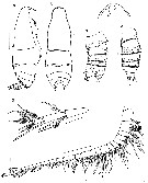 Species Ryocalanus  brasilianus - Plate 4 of morphological figures
