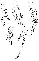 Espèce Ryocalanus  brasilianus - Planche 6 de figures morphologiques