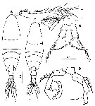 Species Acartia (Odontacartia) ohtsukai - Plate 5 of morphological figures