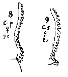 Espèce Calanus simillimus - Planche 20 de figures morphologiques