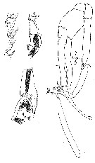 Species Paraeuchaeta tycodesma - Plate 7 of morphological figures