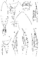 Espèce Calanoides carinatus - Planche 32 de figures morphologiques